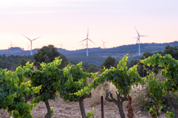 Wind turbines powering grape vineyards in Terra Alta, Catalonia, Spain, representing renewable agriculture and sustainable Mediterranean energy transition across open landscapes