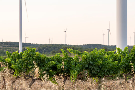 Renewable energy wind turbines surrounding grape vineyards in Terra Alta, Catalonia, Spain, combining modern clean technology with traditional Mediterranean farming