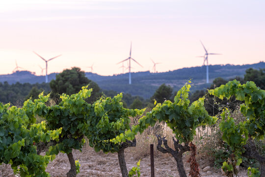 Wind turbines powering grape vineyards in Terra Alta, Catalonia, Spain, representing renewable agriculture and sustainable Mediterranean energy transition across open landscapes