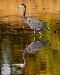 Obraz premium great blue heron