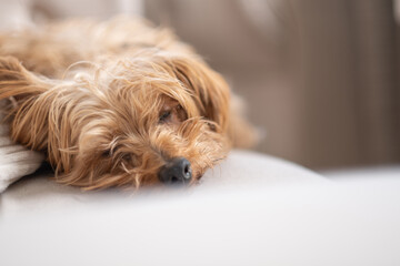 Close-up of a tired fluffy dog lying on a light fabric sofa, looking peaceful and relaxed. Soft focus and natural light convey comfort, calm, and home pet lifestyle.