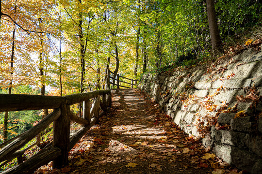 Scenic forest pathway with wooden fence and fallen autumn leaves in sunlight.