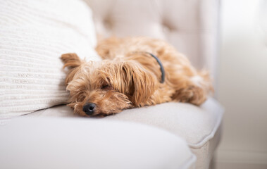 Cute fluffy dog lying on a beige sofa in a bright and cozy living room. Calm domestic moment showing pet lifestyle, comfort and relaxation at home.
