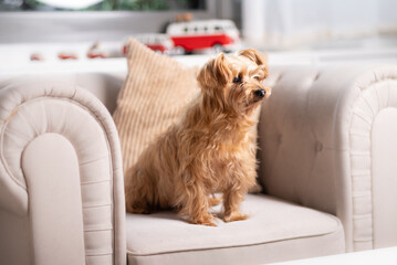 Cute small dog sitting upright on a beige armchair in a bright living room. Alert and curious expression, cozy home setting with soft light and stylish decor.