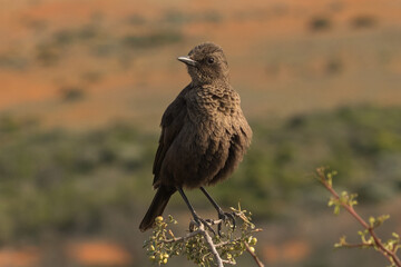 Ant-eating chat (Myrmecocichla formicivora) perching in the morning sun in Namaqualand, South Africa