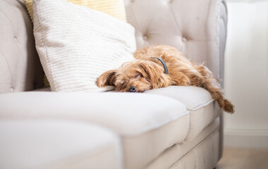 Fluffy dog sleeping stretched out on a beige fabric sofa in a bright cozy home. Calm and peaceful lifestyle image showing comfort, pet care and relaxation indoors.