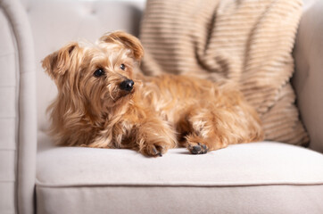 Cute small dog lying on a beige sofa with an alert and curious look. Cozy home interior with warm light, neutral tones and calm lifestyle atmosphere.