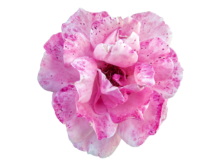 Closeup of pink rose with soft petals and dotted patterns isolated on transparent background, png