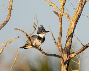 Belted kingfisher perched on a branch