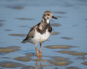 Ruddy Turnstone shorebird on a Florida beach
