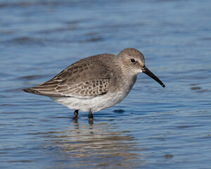 Dunlin Shorebird on a Florida Beach