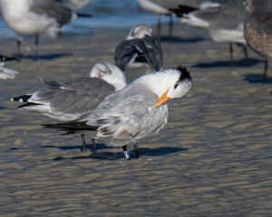 Royal Terns on a Florida Beach