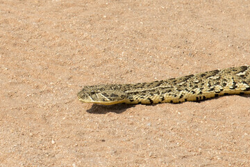 Puffadder (Bitis arietans) crossing a farm road in the Springbok area of South Africa