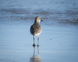 Grey Plover on an Florida Beach