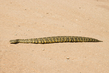 Puffadder (Bitis arietans) crossing a farm road in the Springbok area of South Africa