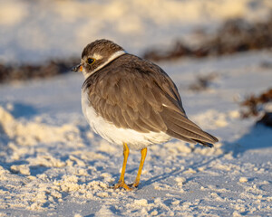 Semipalmated plover, on a Florida beach