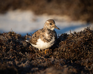 Ruddy Turnstone shorebird on a Florida beach