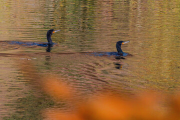Double-crested cormorant ifishing