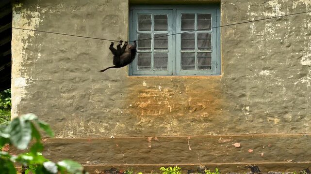 Lion-tailed macaque playing on house window in rains, Valparai, Tamilnadu, India