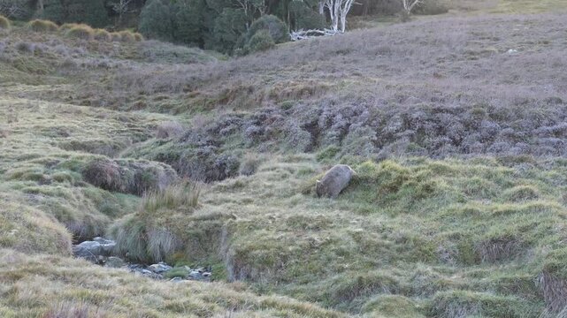 A wombat foraging and moving through the grassland area within Cradle Mountain-Lake St Clair National Park during daylight hours.