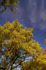 Albero contro il cielo