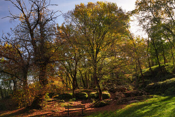 Faggeta in autunno