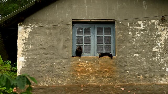 Lion-tailed macaque playing on house window in rains, Valparai, Tamilnadu, India