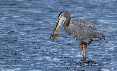 great blue heron