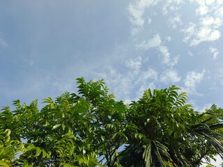 Beautiful Cloudy Sky Over Lush Green Trees and Fresh Nature