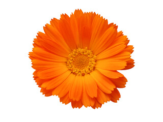 Bright orange calendula flower head with vivid yellow center isolated on transparent background, png