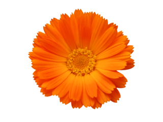 Bright orange calendula flower head with vivid yellow center isolated on transparent background, png