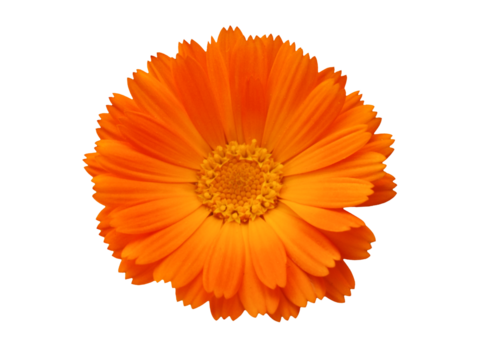 Bright orange calendula flower head with vivid yellow center isolated on transparent background, png - Powered by Adobe