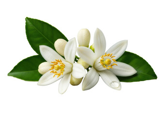 Fototapeta premium Two pristine Neroli orange blossoms, white petals, yellow stamens, green leaves, and buds, one with a crystal dewdrop, isolated on a transparent background, macro shot, concept of natural purity and