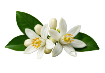 Two pristine Neroli orange blossoms, white petals, yellow stamens, green leaves, and buds, one with a crystal dewdrop, isolated on a transparent background, macro shot, concept of natural purity and