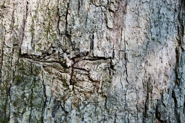 A close view of the old tree bark.