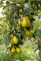 Close up of juicy pears growing on fruit tree with green foliage in natural light