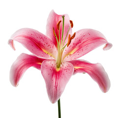 Single pure pink lily head with copy space transparent png file © StellaPattaya