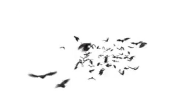 animation of a bat flying with a white background 
