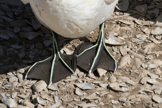 Colorful feet of the Cape Gannet or Malgas Morus capensis