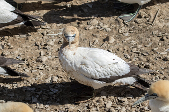 Malgasse or Cape Gannet (Morus capensis) on Bird Island at Lamberts Bay, South Africa