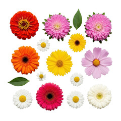 Vibrant summer flower heads (zinnias, asters, gerberas, daisies) and emerald leaves, arranged on a clean transparent studio background, top-down commercial product photography concept.