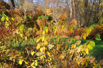 Yellow, brown and green plants in an autumn park.