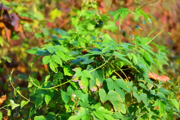 Green autumn leaves against the background of plant colors