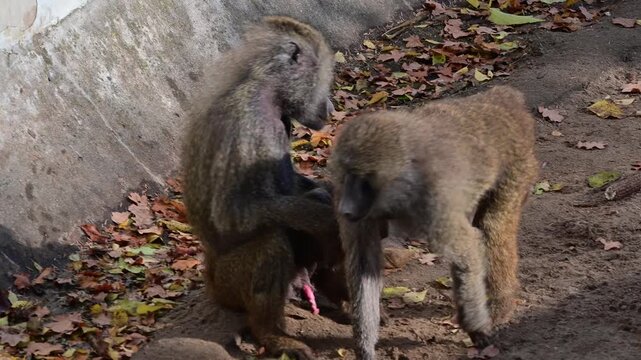 Yellow baboon chewing on a stick and scratching in natural habitat