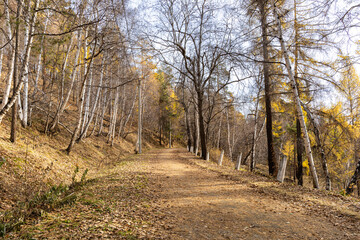Tranquil gravel path in autumn forest with birch trees and fallen leaves along a dirt trail. Nature walk and outdoor exploration.