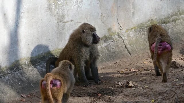 Yellow baboon digging in the ground while others interrupt