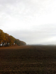 Autumn morning fog over a quiet agricultural field