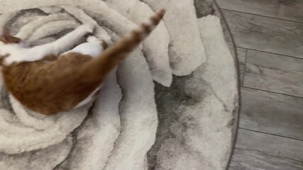 Red and white cat playing with its tail, shot from above