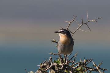 Cape Robin-chat at Langebaan lagoon, South Africa