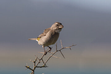 A White-throated canary (Serinus albogularis) at Langebaan lagoon, South Africa